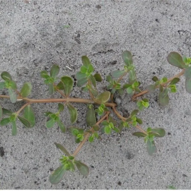 thumbnail for publication: Biology and Management of Common Purslane in Fruiting Vegetables, Cucurbits, and Strawberries